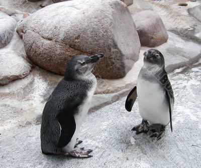Penguin