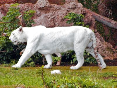 White Tiger