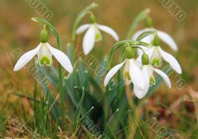 Snowdrop