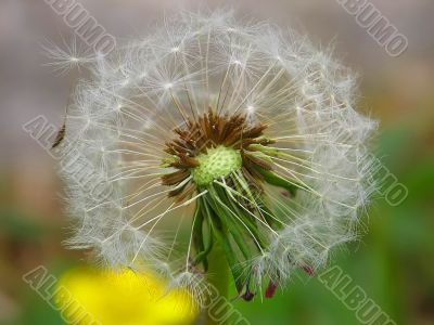 Blowball