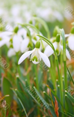  Snowdrop