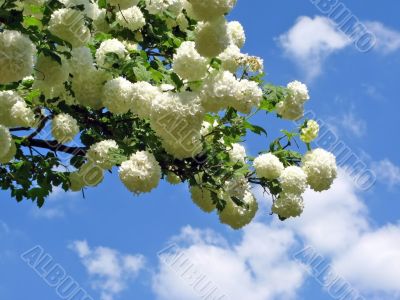 Flowered Branch