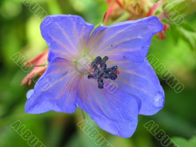 Blue Flower