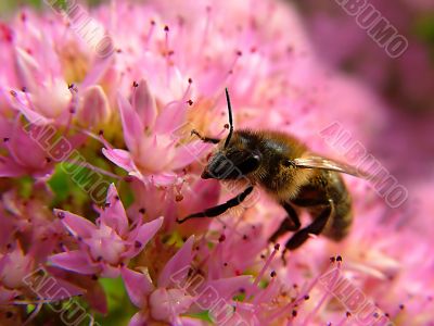 biene, bienen