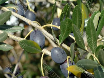 Olive tree