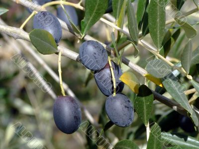 Olive tree