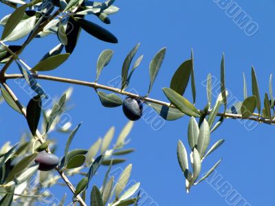 Olive tree