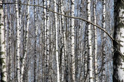 Birch forest