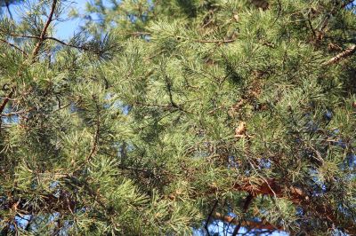 Pine branches