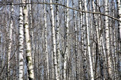 Birch forest