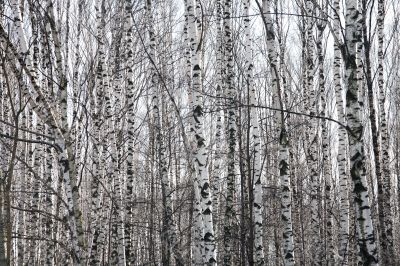 Birch forest