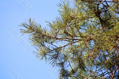 Pine branches