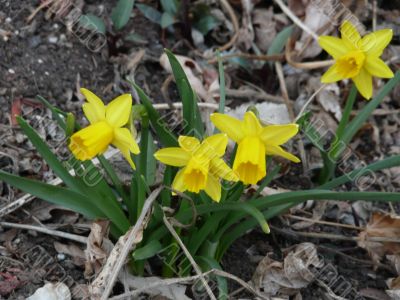 Spring Daffodils