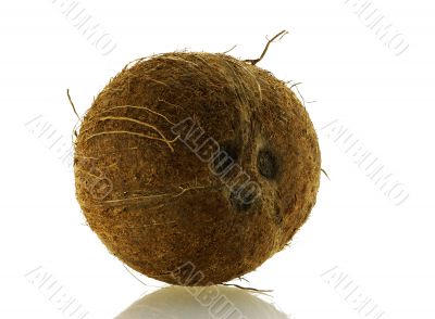 close up shot of fresh single coconut