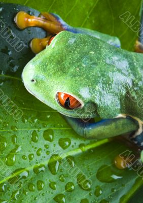 Green frog