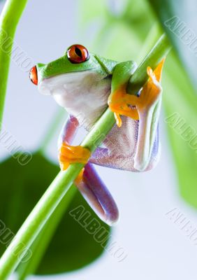 Green frog