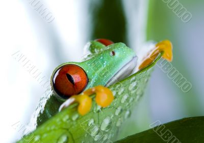 Green frog