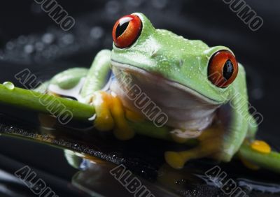 Green frog