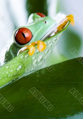 Green frog