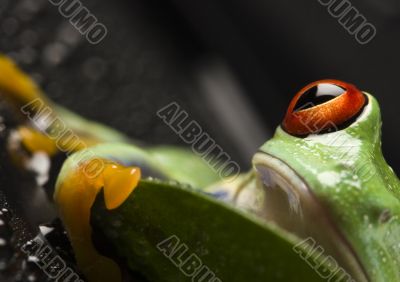 Green frog