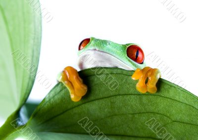 Green frog