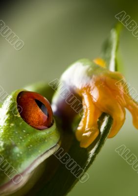 Red eyed tree frog