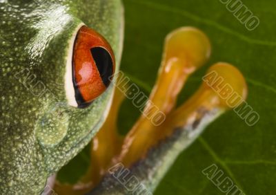 Red eyed tree frog