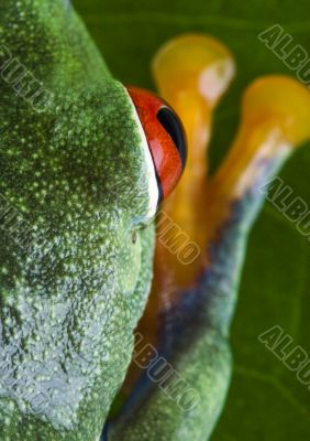 Red eyed tree frog