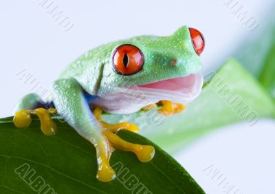 Red eyed tree frog