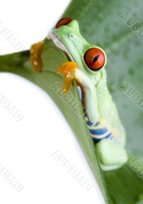 Red eyed tree frog