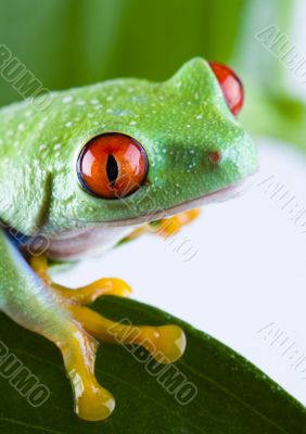 Red frog