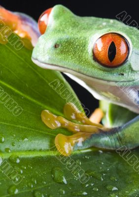 Red frog