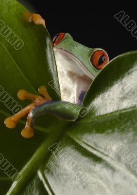 Red eyed leaf frog