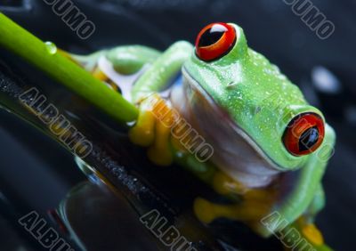 Red eyed leaf frog