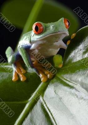 Red eyed leaf frog