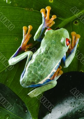 Red eyed leaf frog