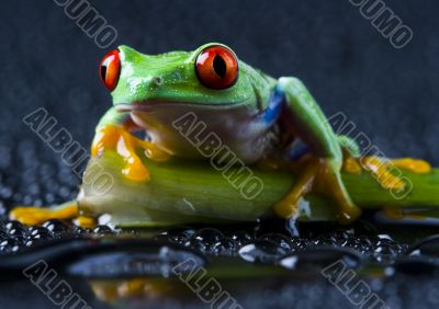Red eyed leaf frog