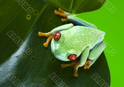 Red eyed leaf frog