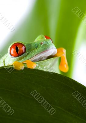 Red eye frog