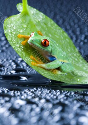 Red eye frog