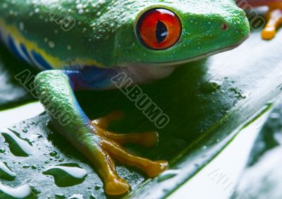 Red eye frog