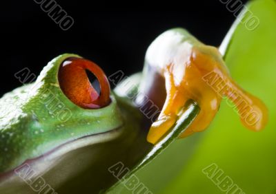 Red eye frog