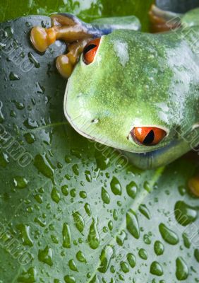 Red eye frog