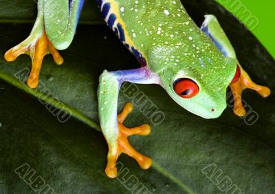 Red eye frog