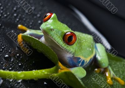 Red eyed