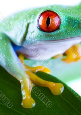 Red eyed