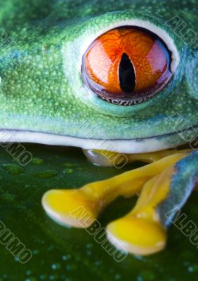 Red eyed