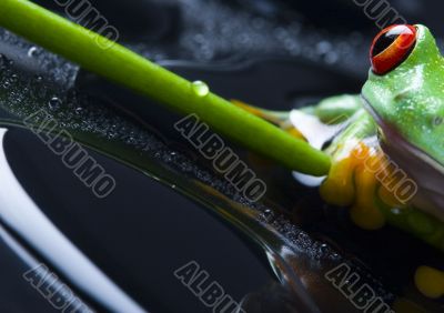 Red eye frog