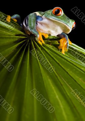 Red eye frog
