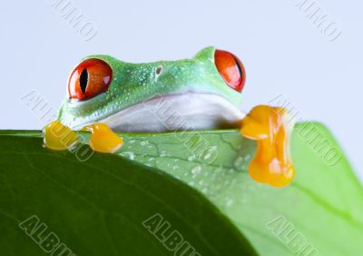 Red eye frog